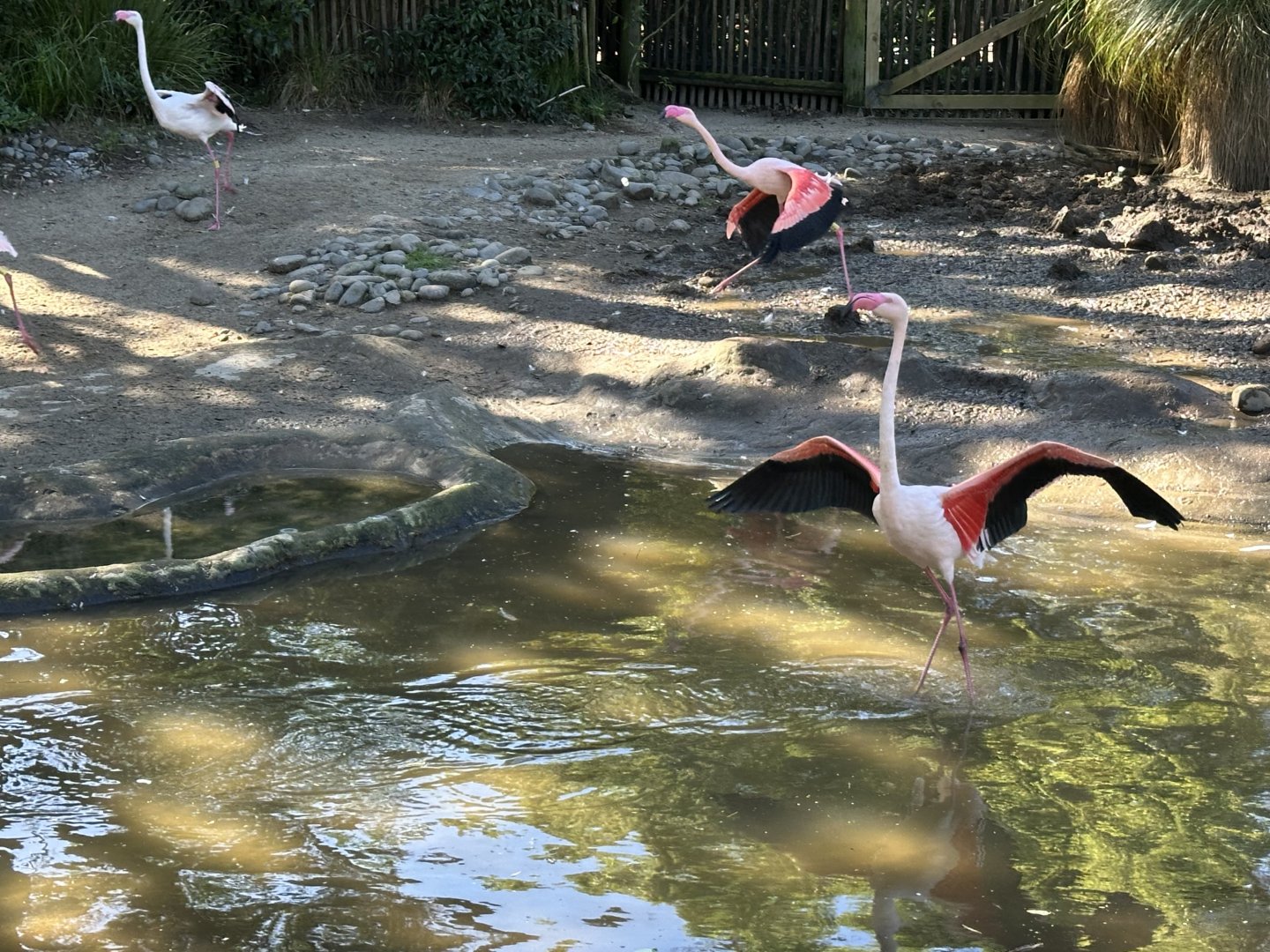Greater Flamingo (Running)