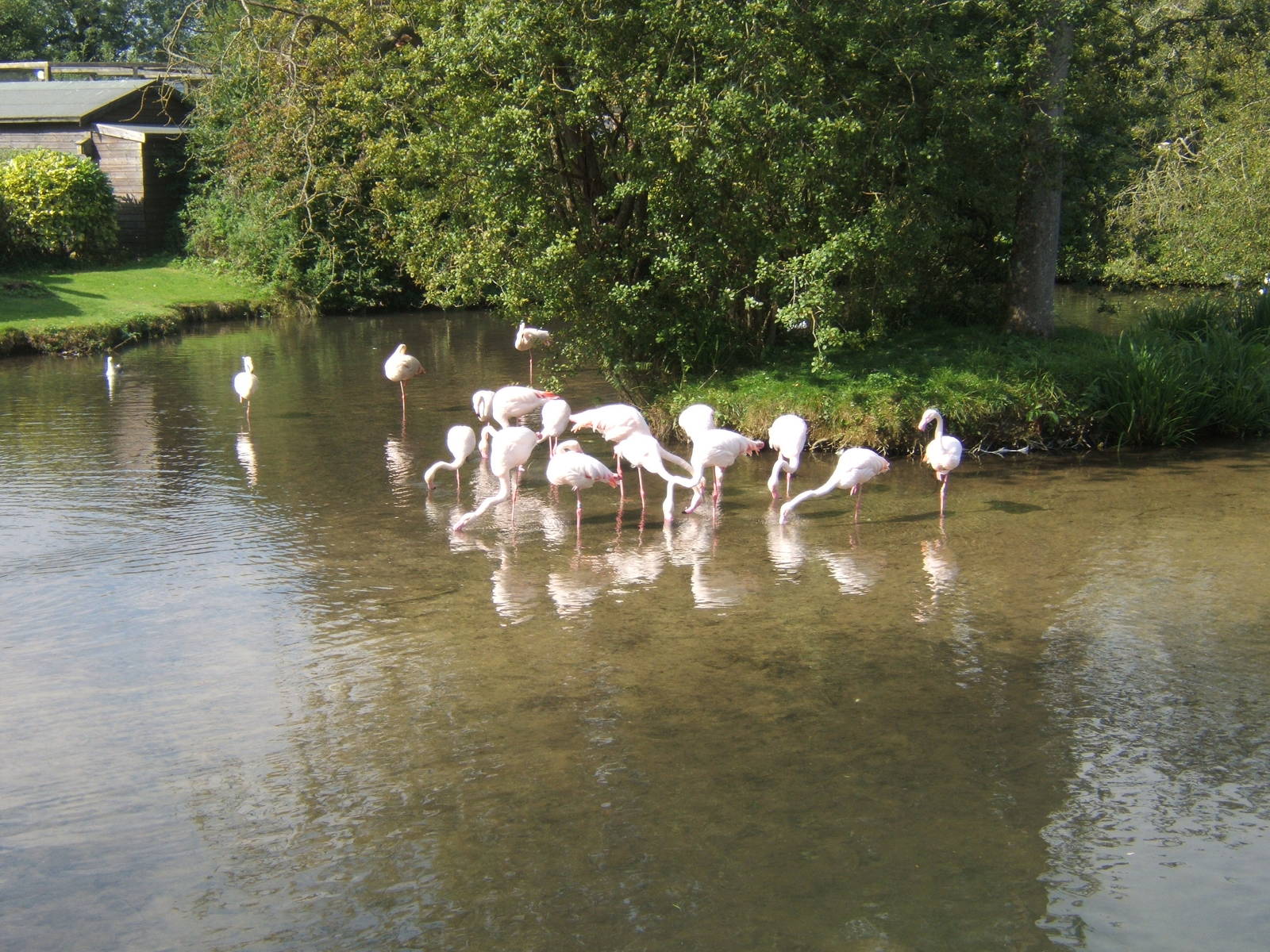 Greater Flamingo`s