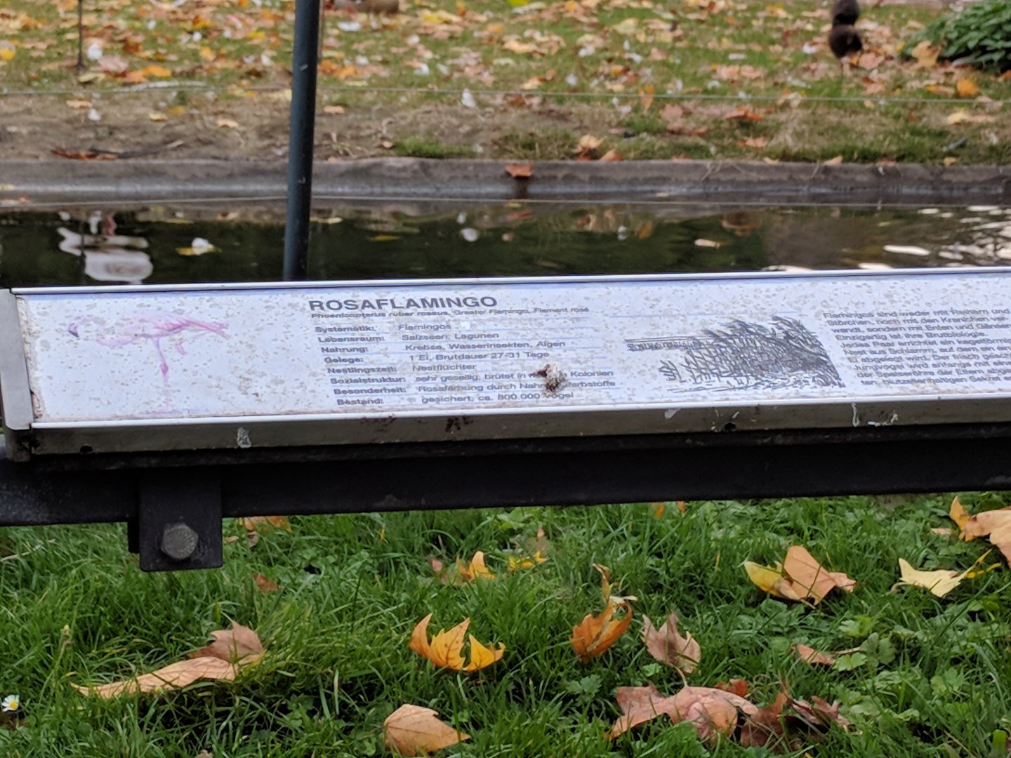 Greater Flamingo Sign