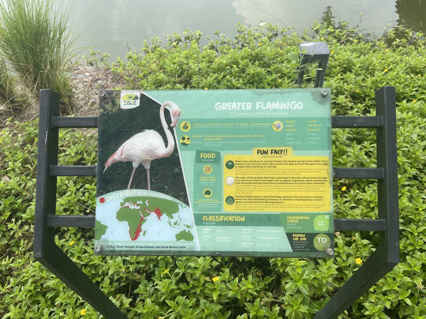 greater flamingo signage - aviary park