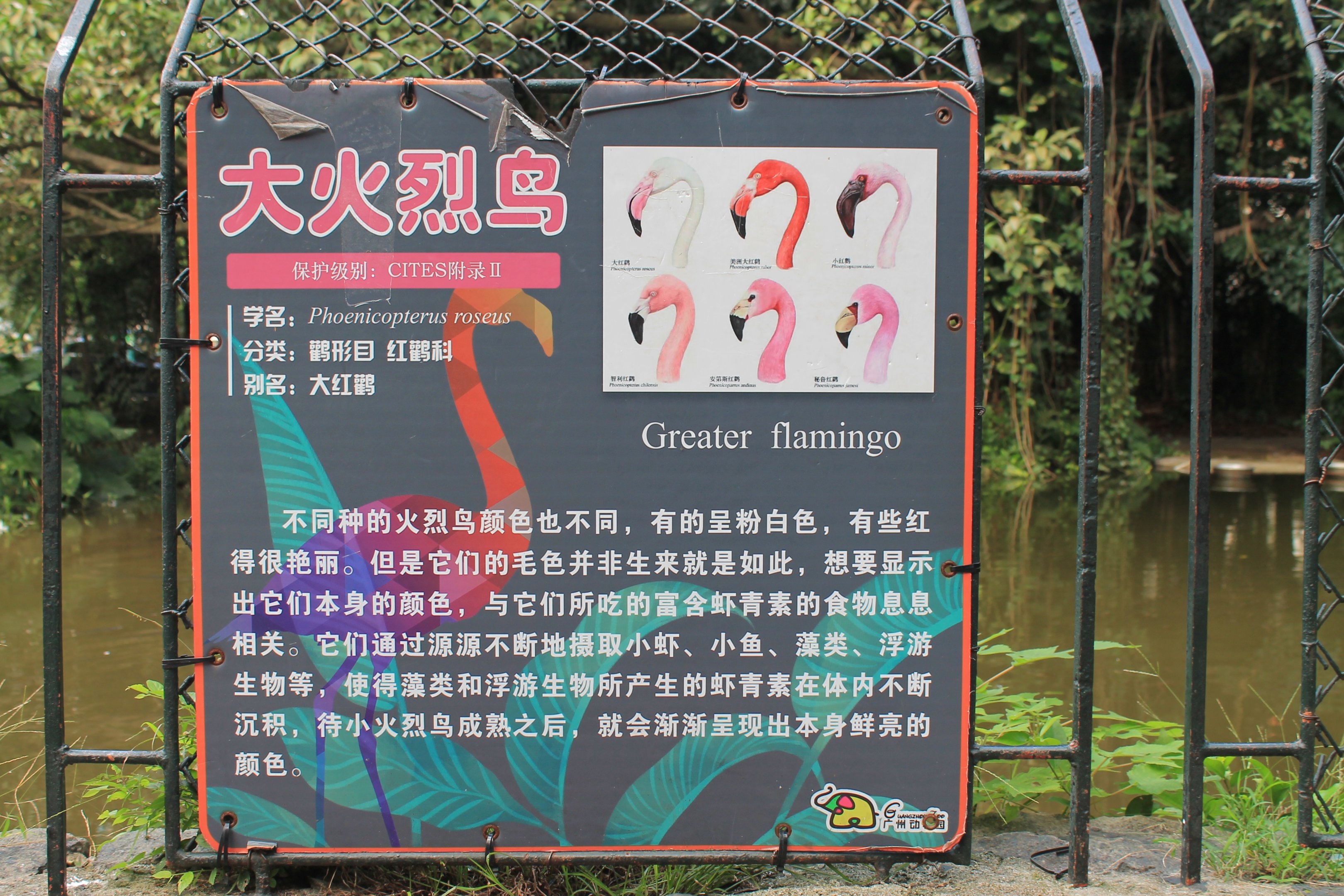 Greater Flamingo signage