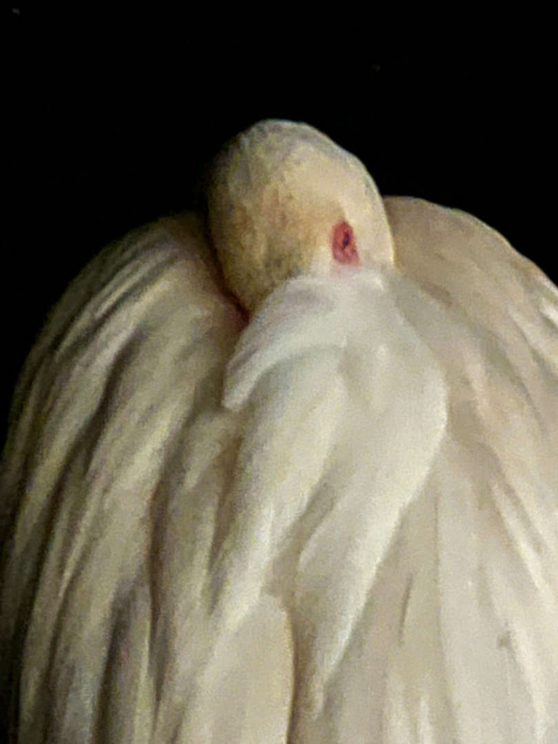 Greater Flamingo Sleeping