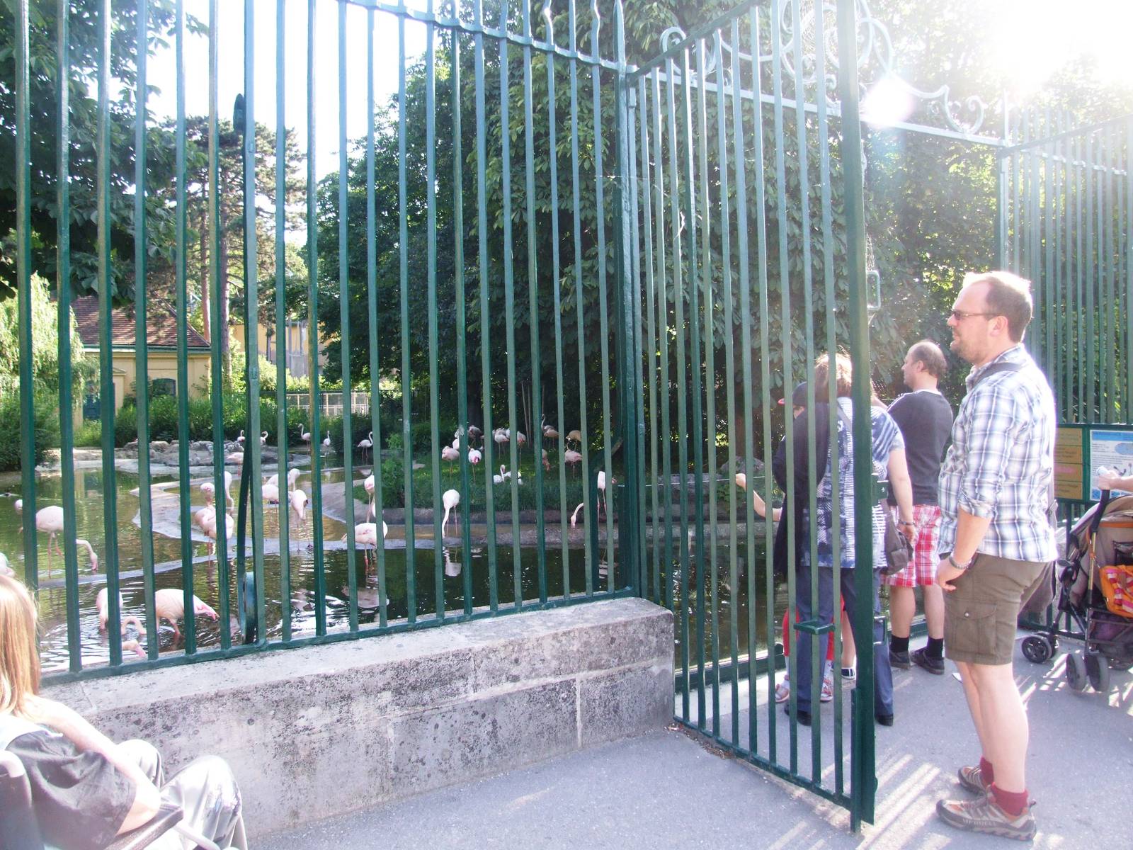 Greater Flamingo Viewing at Vienna, 14/06/13
