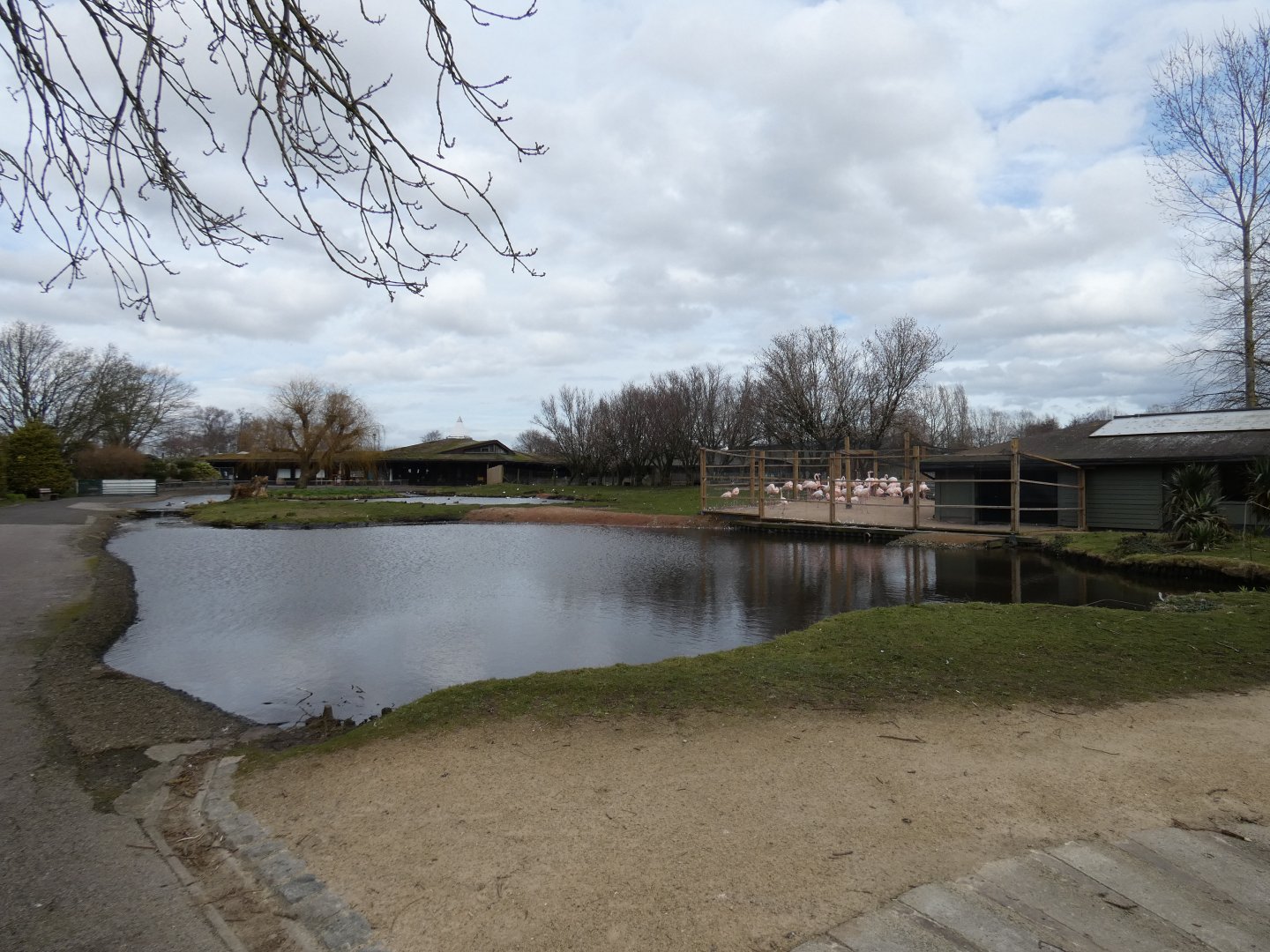 Greater flamingo walk-through enclosure