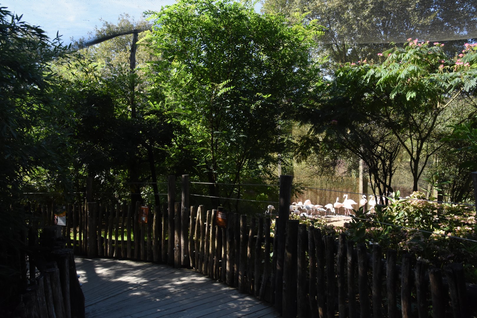 Greater Flamingo walkthrough