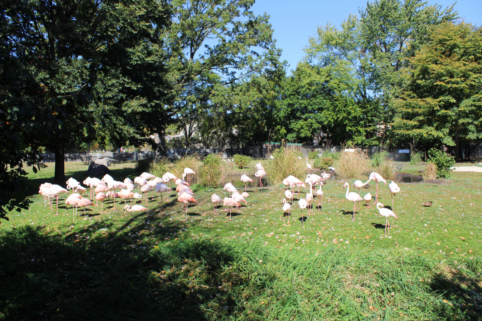 Greater Flamingo, White Stork & Spoonbill Exhibit
