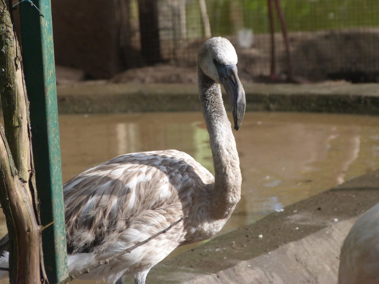 Greater flamingo -Zoo de Santillana del Mar (2024)