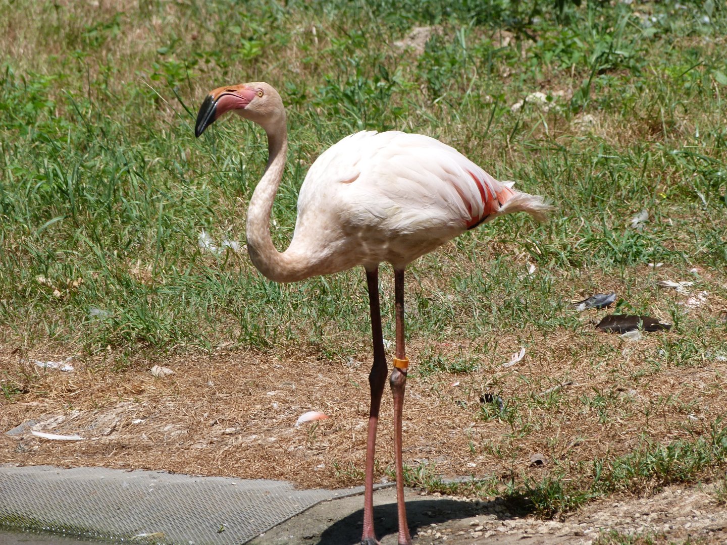 Greater flamingo -Zoodyssée (2025)