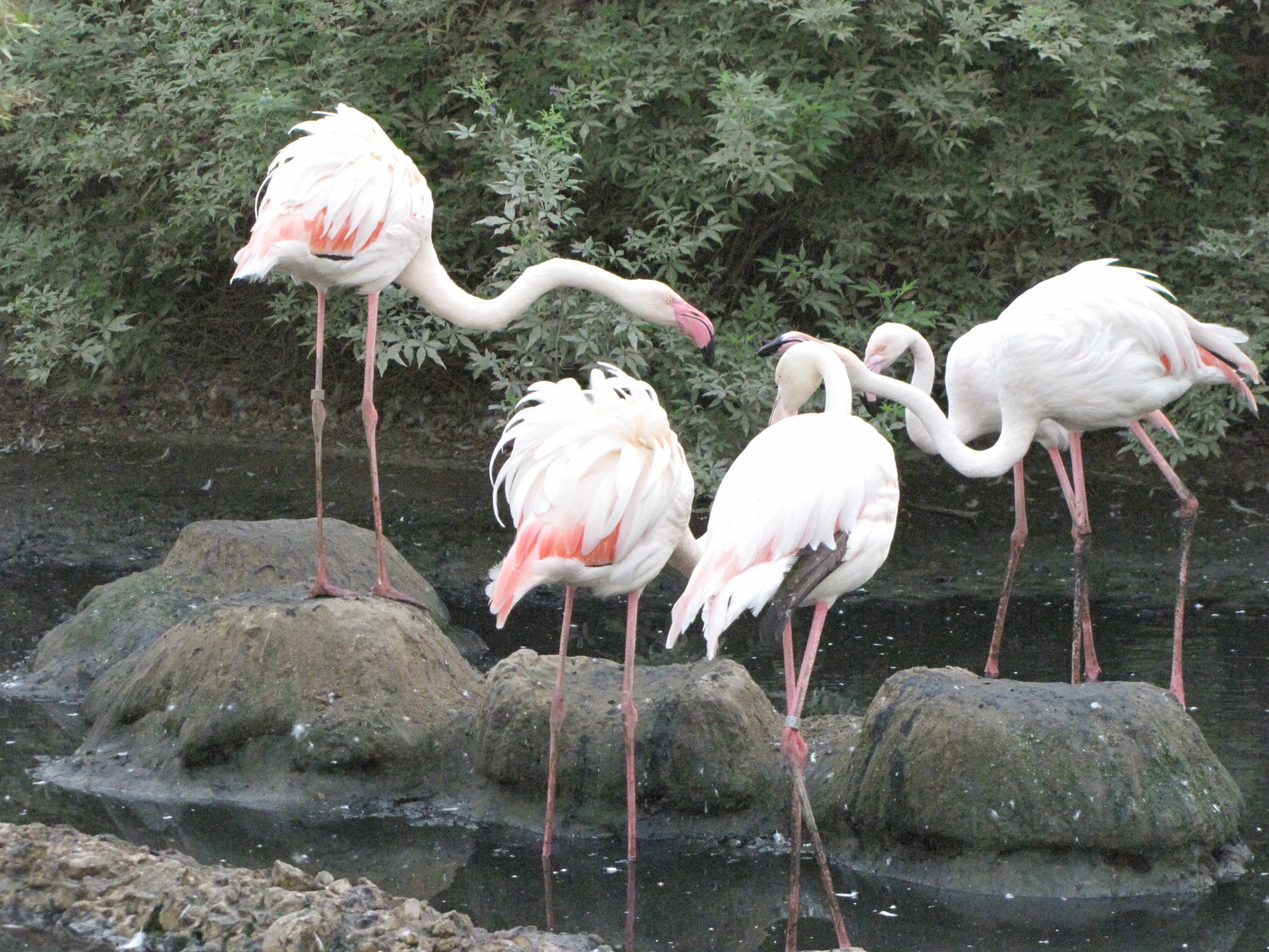 Greater flamingo