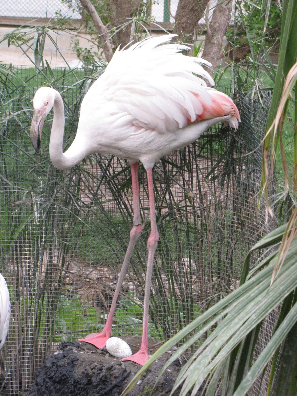 greater flamingo