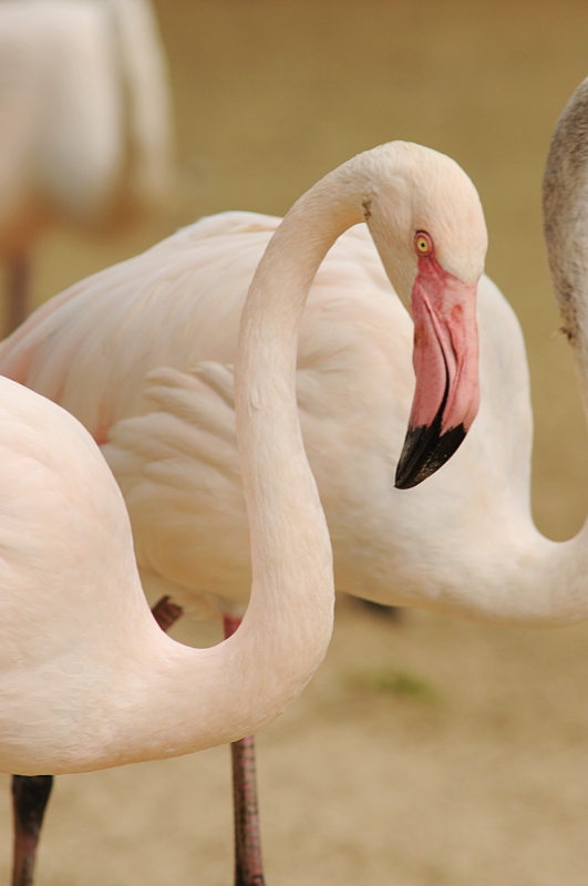 Greater Flamingo