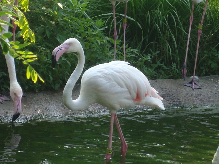 Greater Flamingo