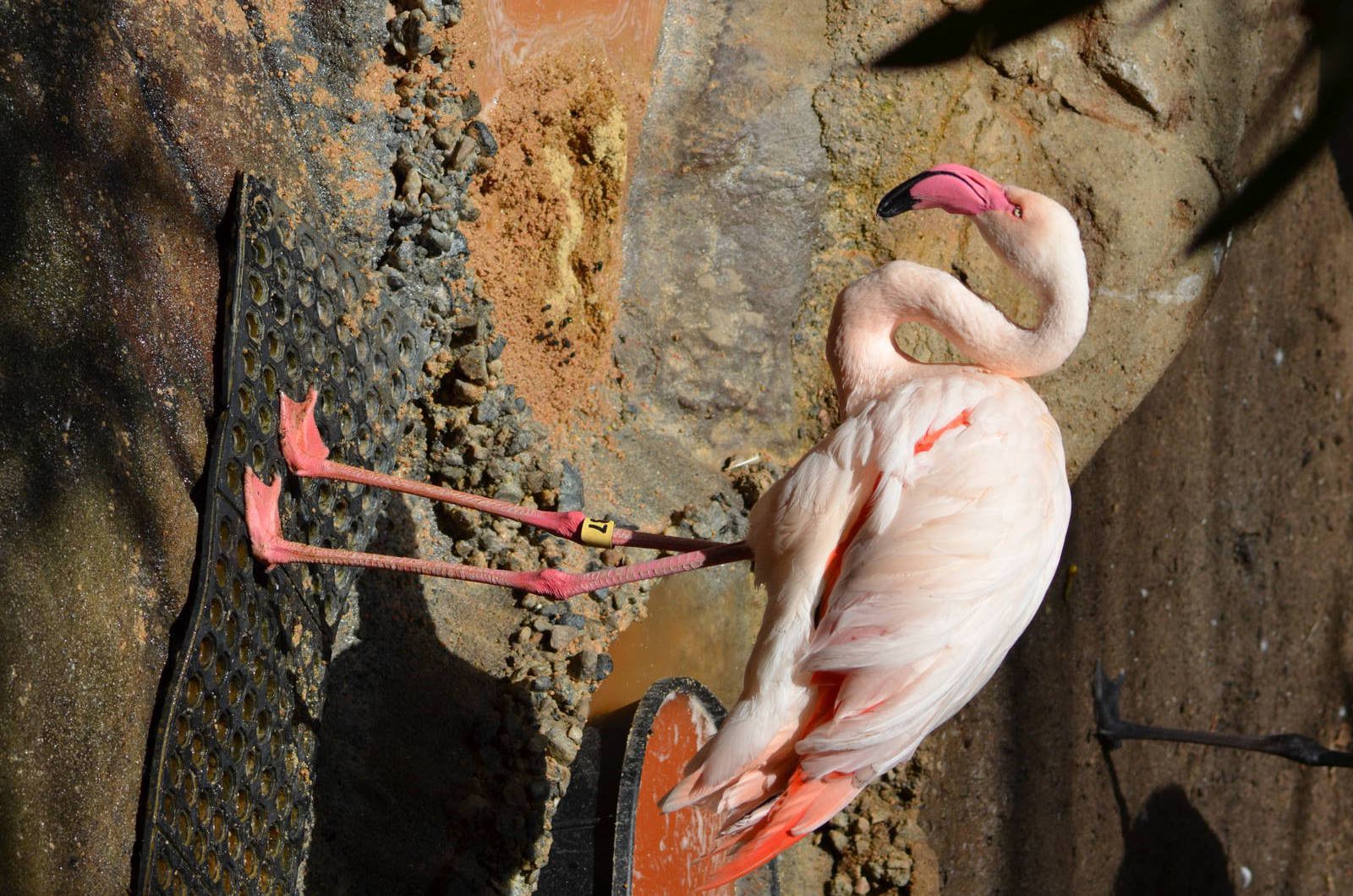 Greater Flamingo