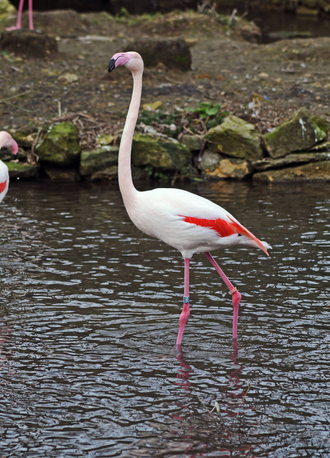 Greater Flamingo