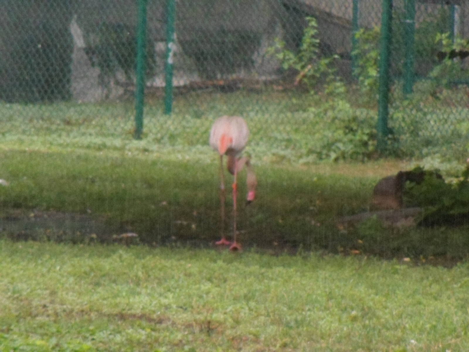 Greater Flamingo