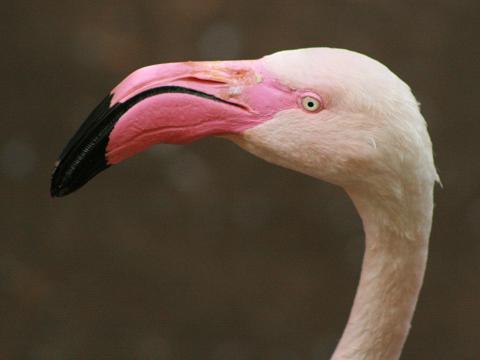 Greater Flamingo