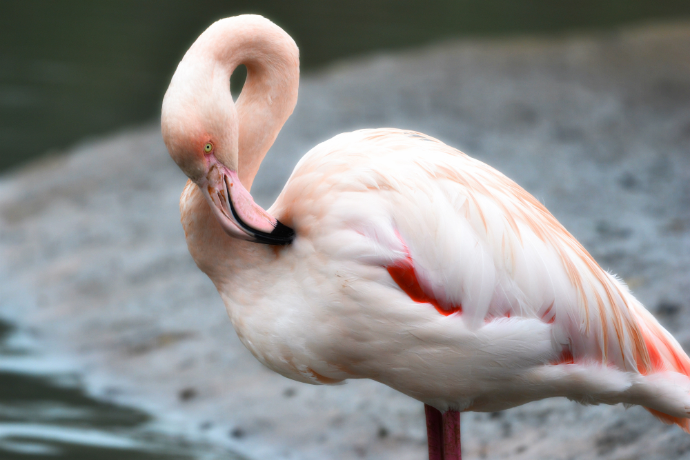 Greater flamingo