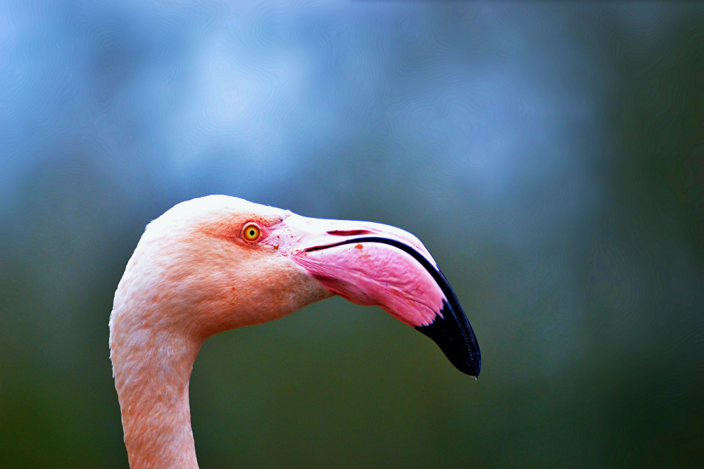 Greater flamingo