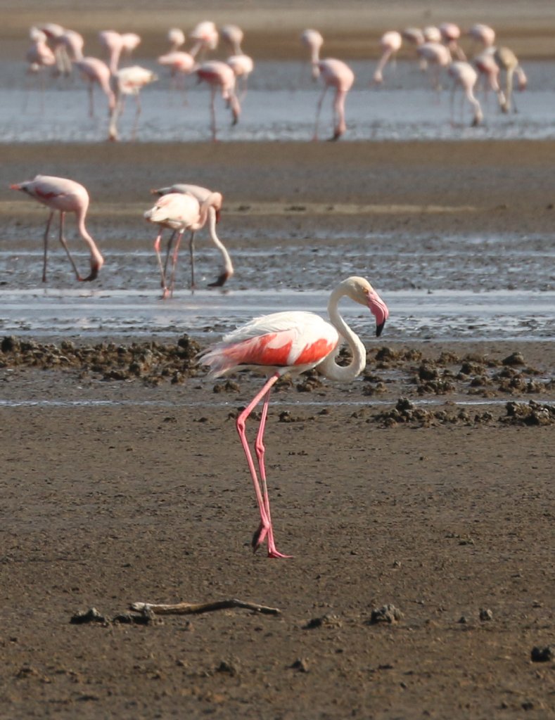 Greater Flamingo