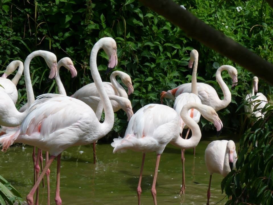 Greater flamingo