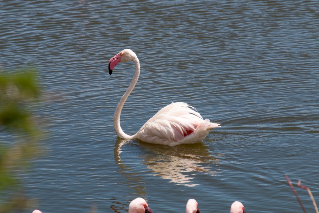 Greater Flamingo