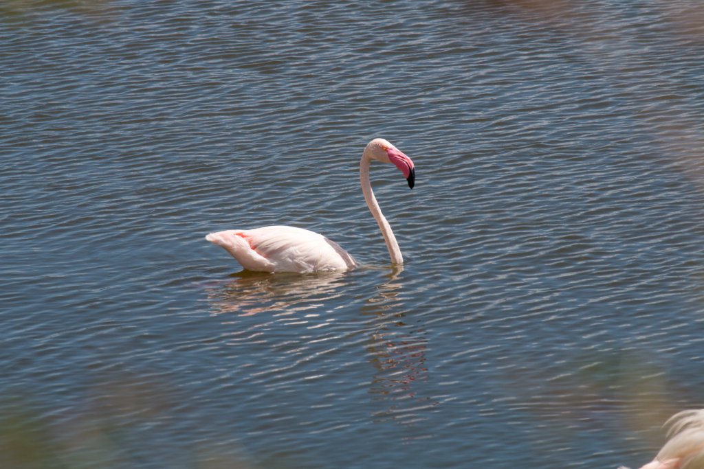 Greater Flamingo
