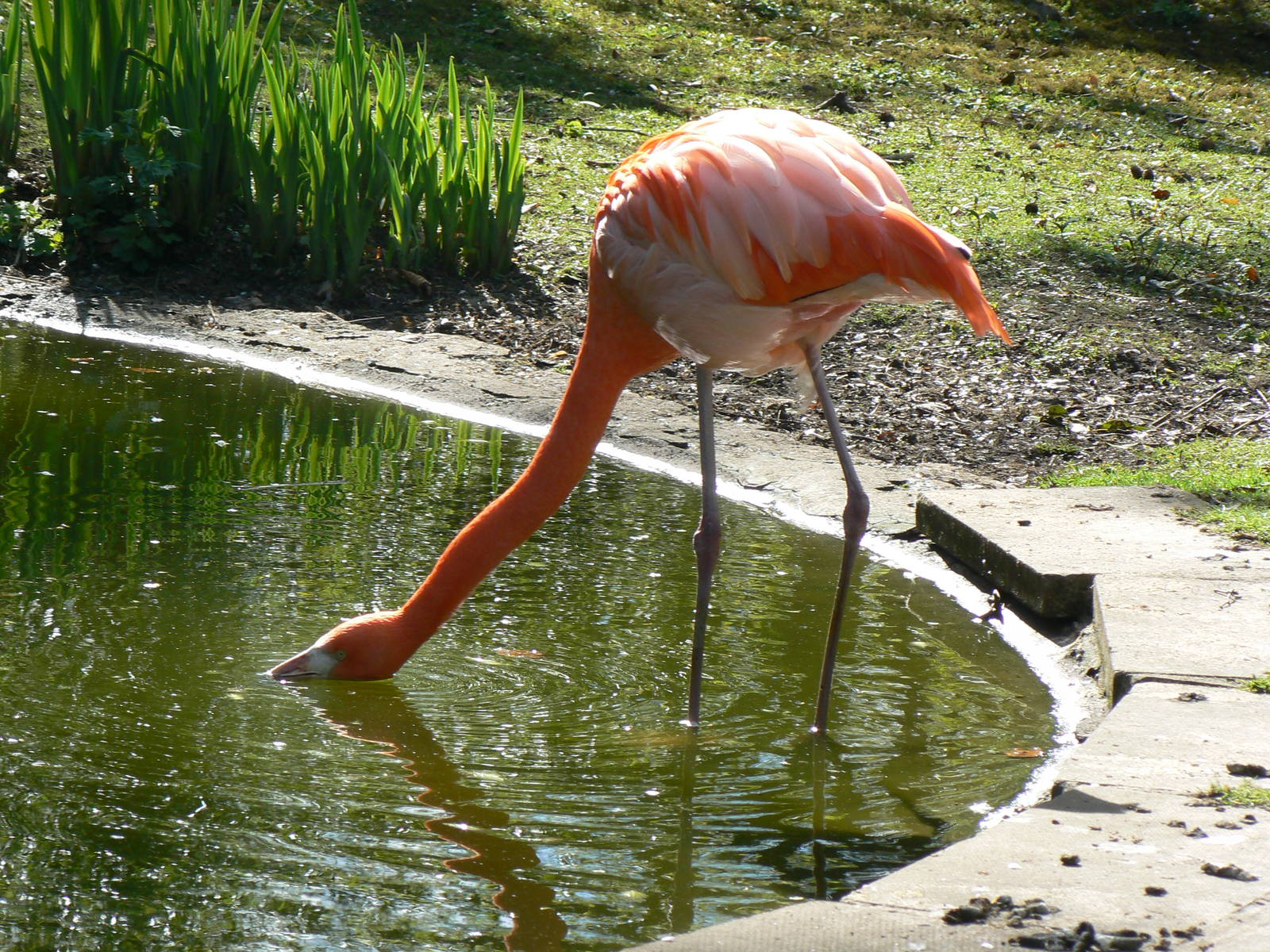 Greater Flamingo