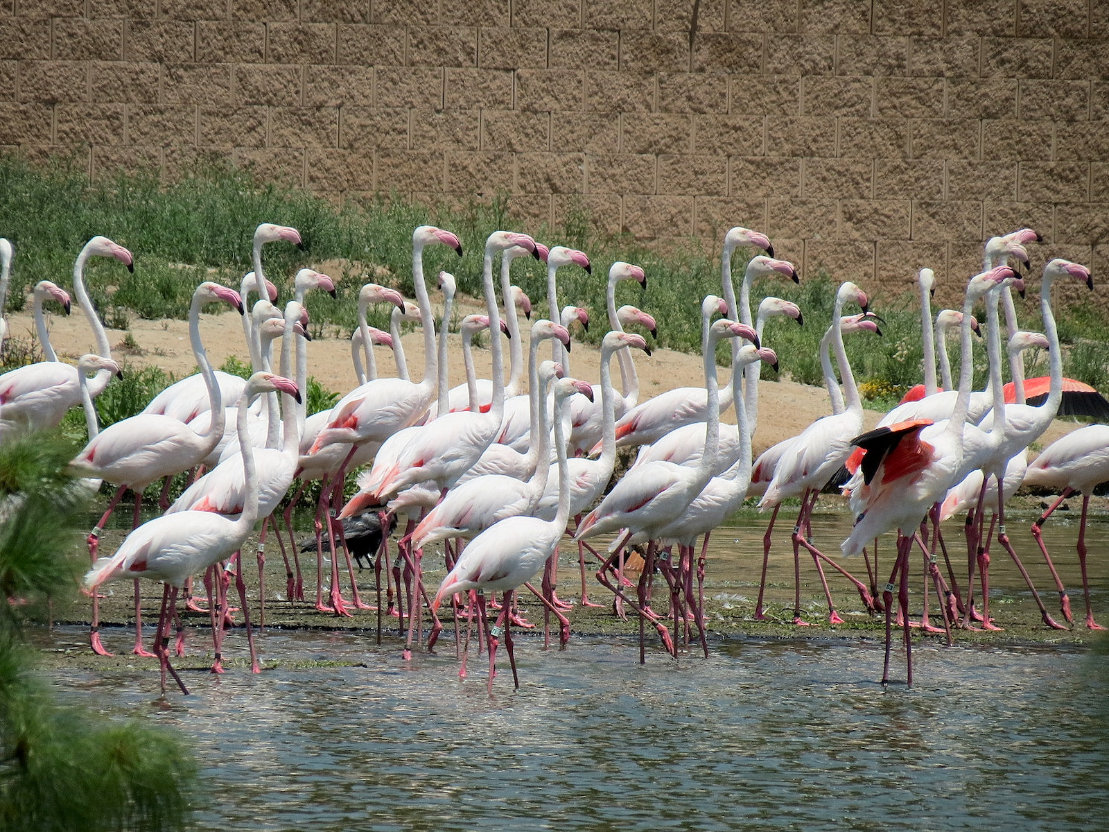 Greater Flamingo