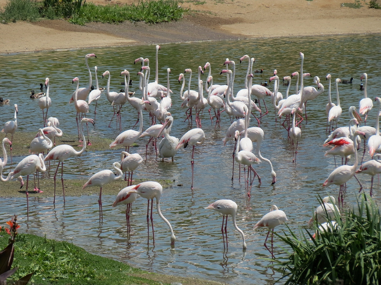 Greater Flamingo