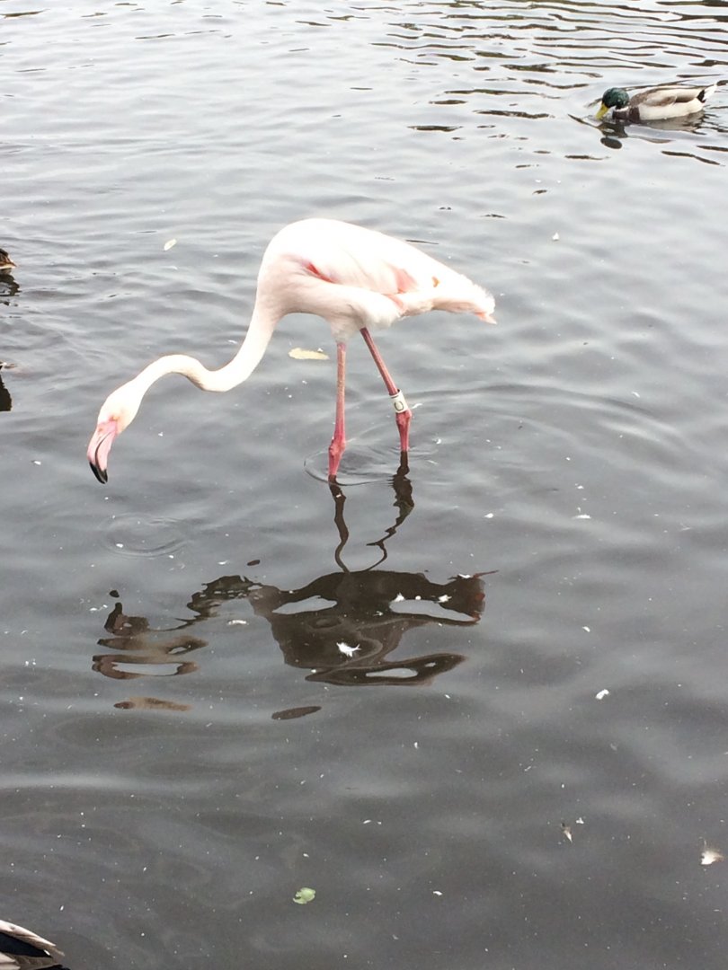 Greater Flamingo