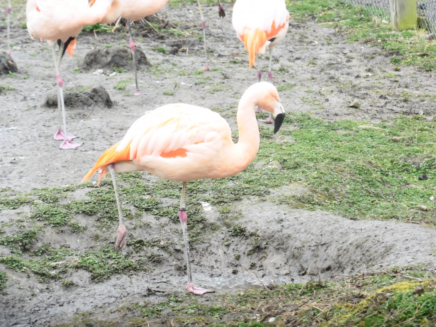 Greater Flamingo