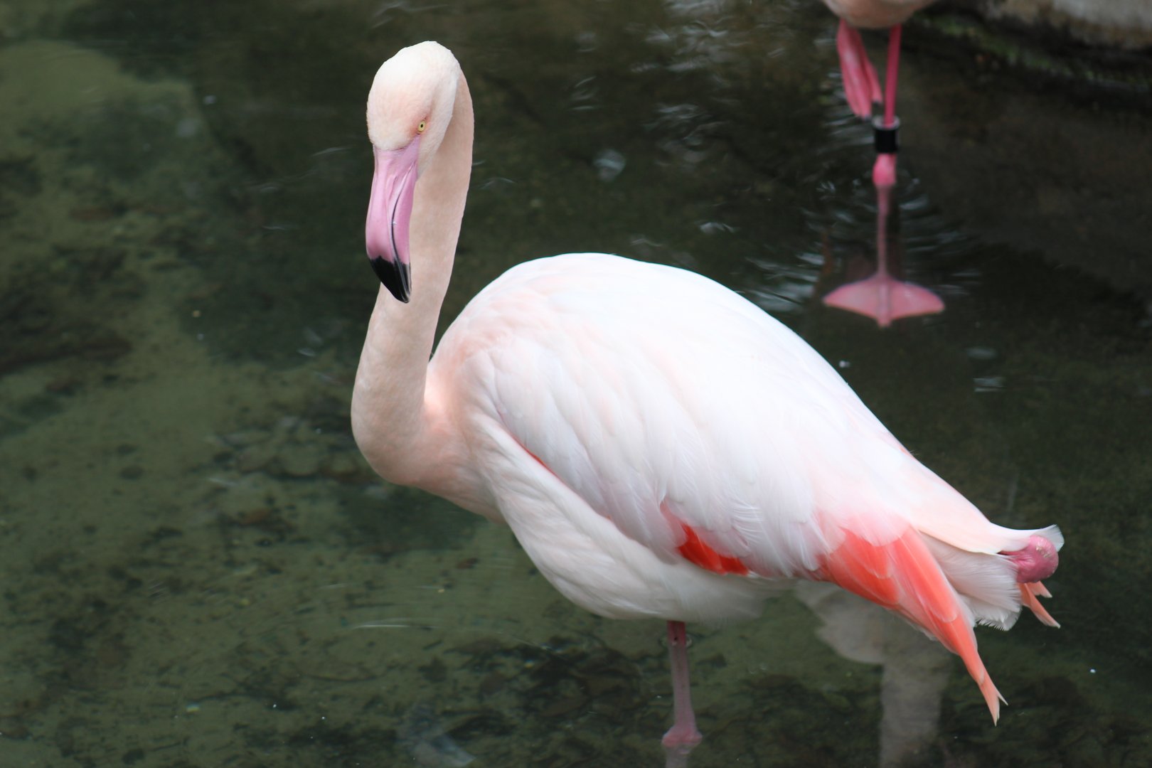 Greater Flamingo