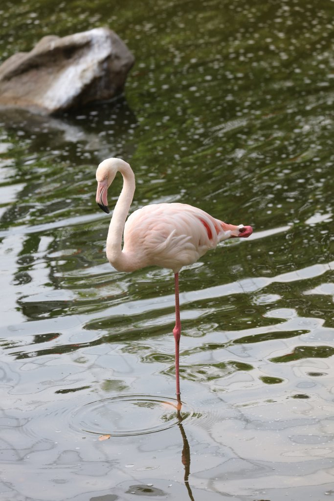 Greater Flamingo