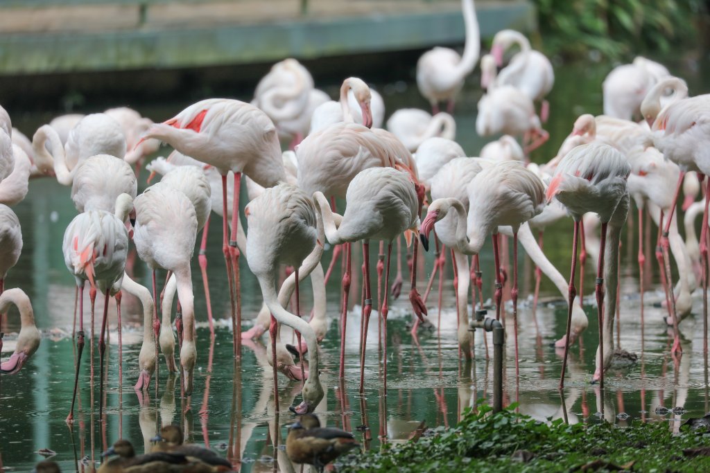 Greater Flamingo
