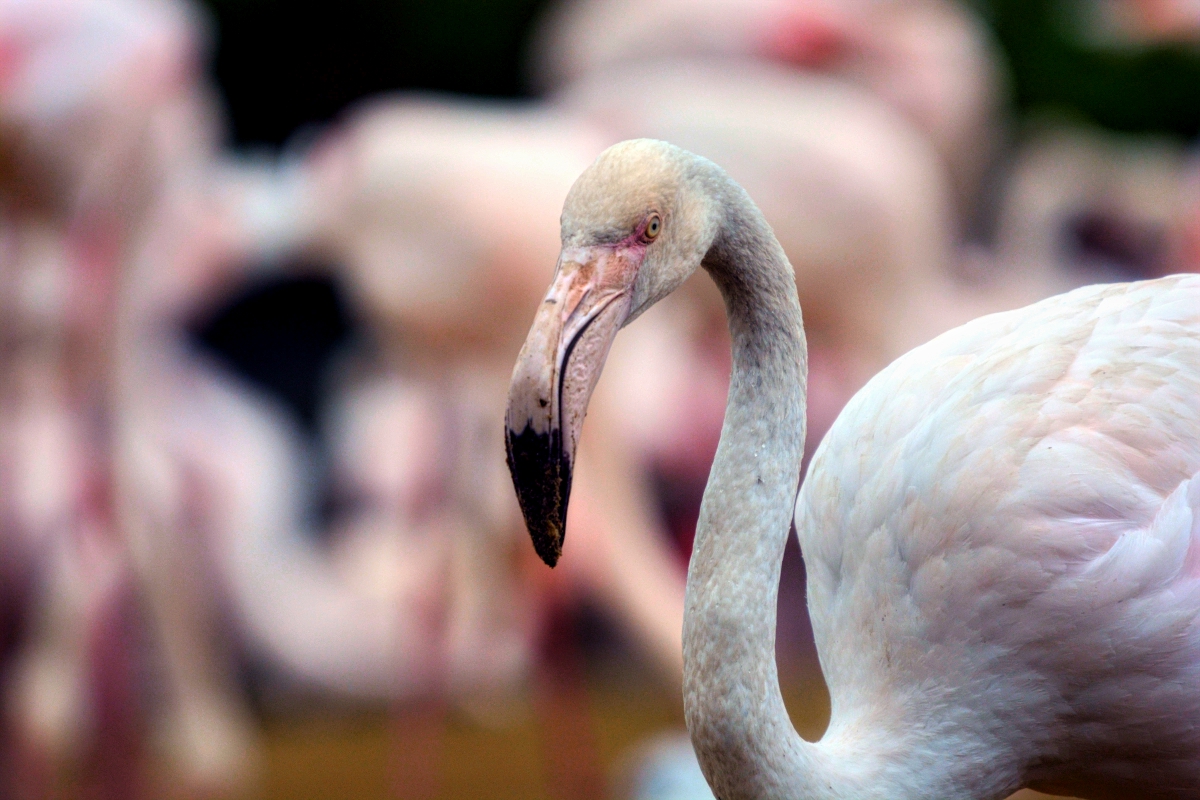 Greater Flamingo
