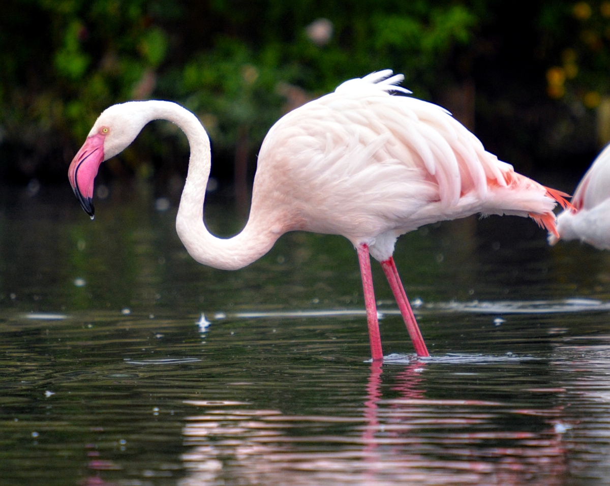 Greater Flamingo