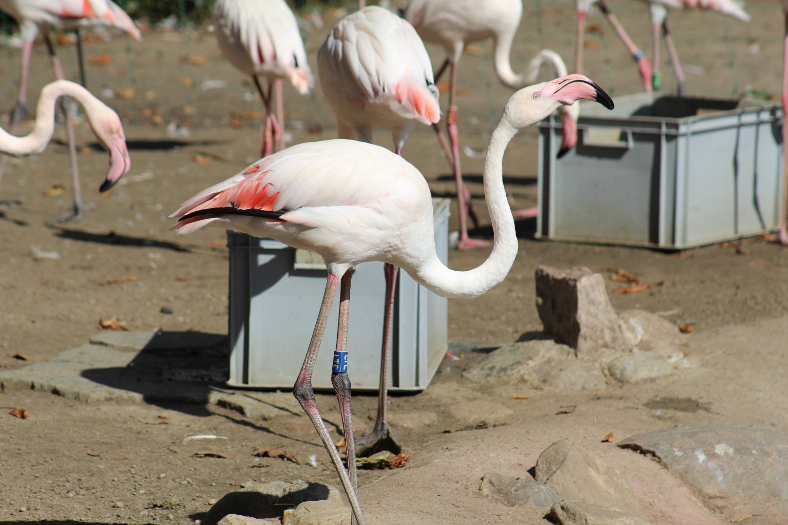 Greater Flamingo