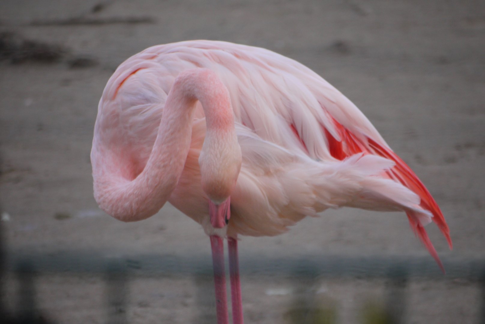 Greater Flamingo