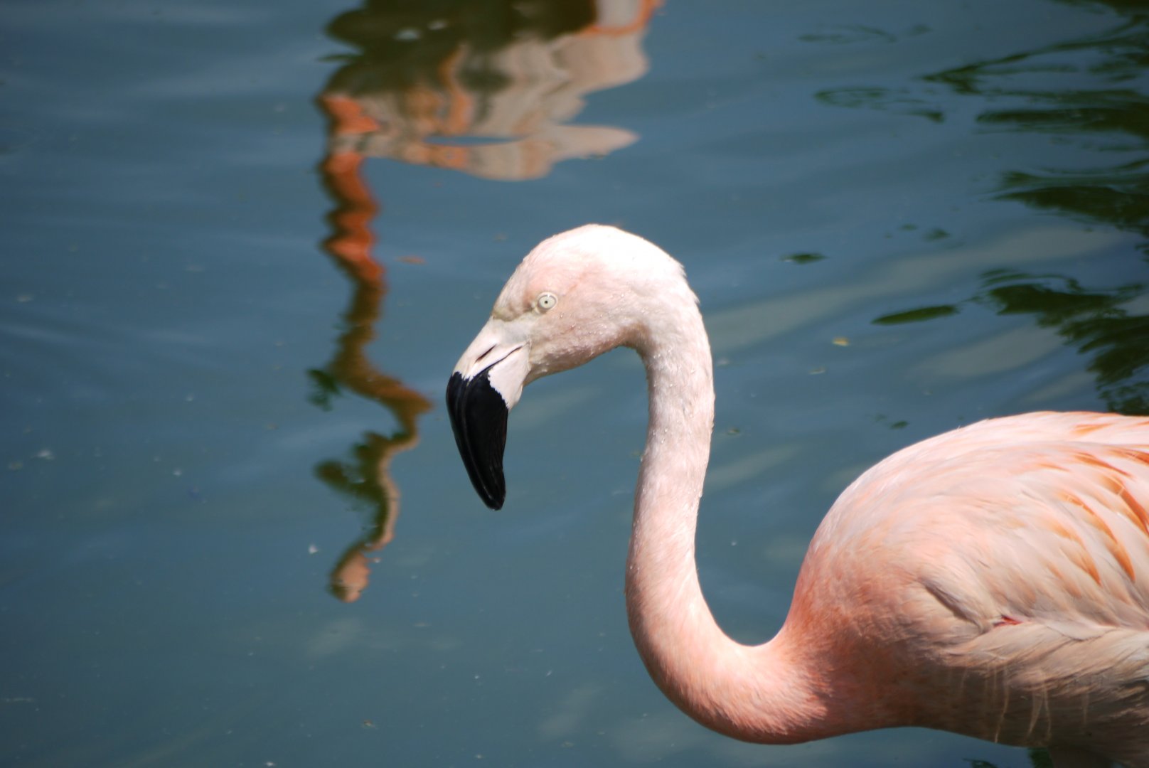 Greater Flamingo
