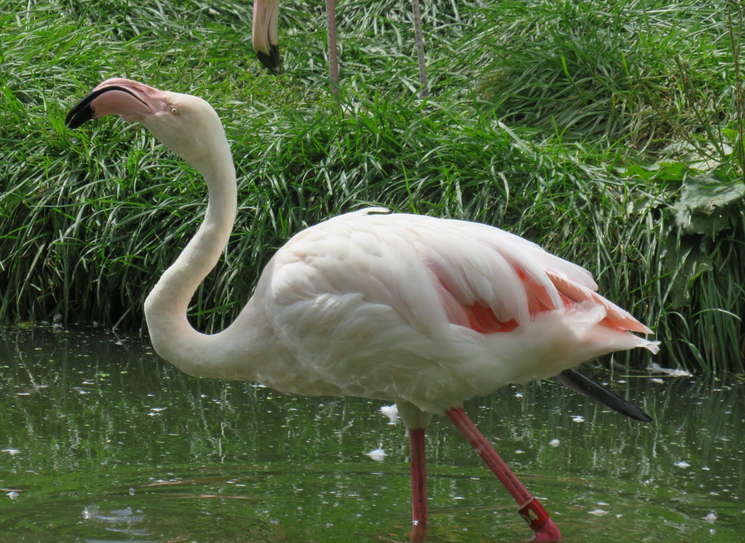 Greater flamingo