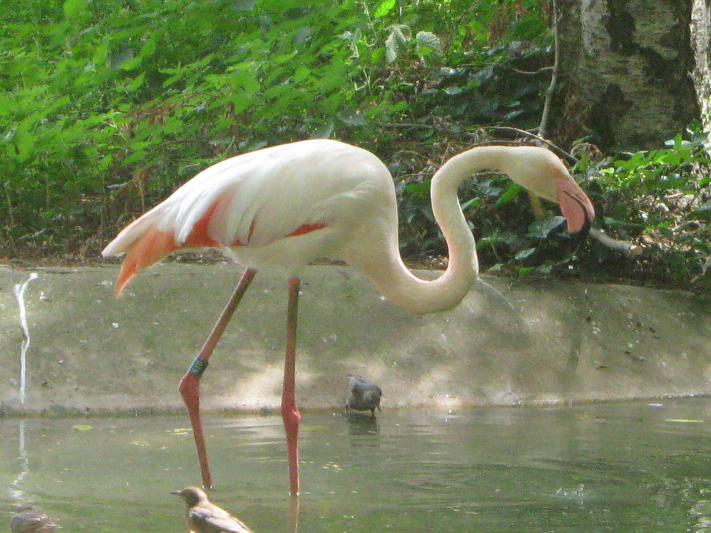 Greater Flamingo
