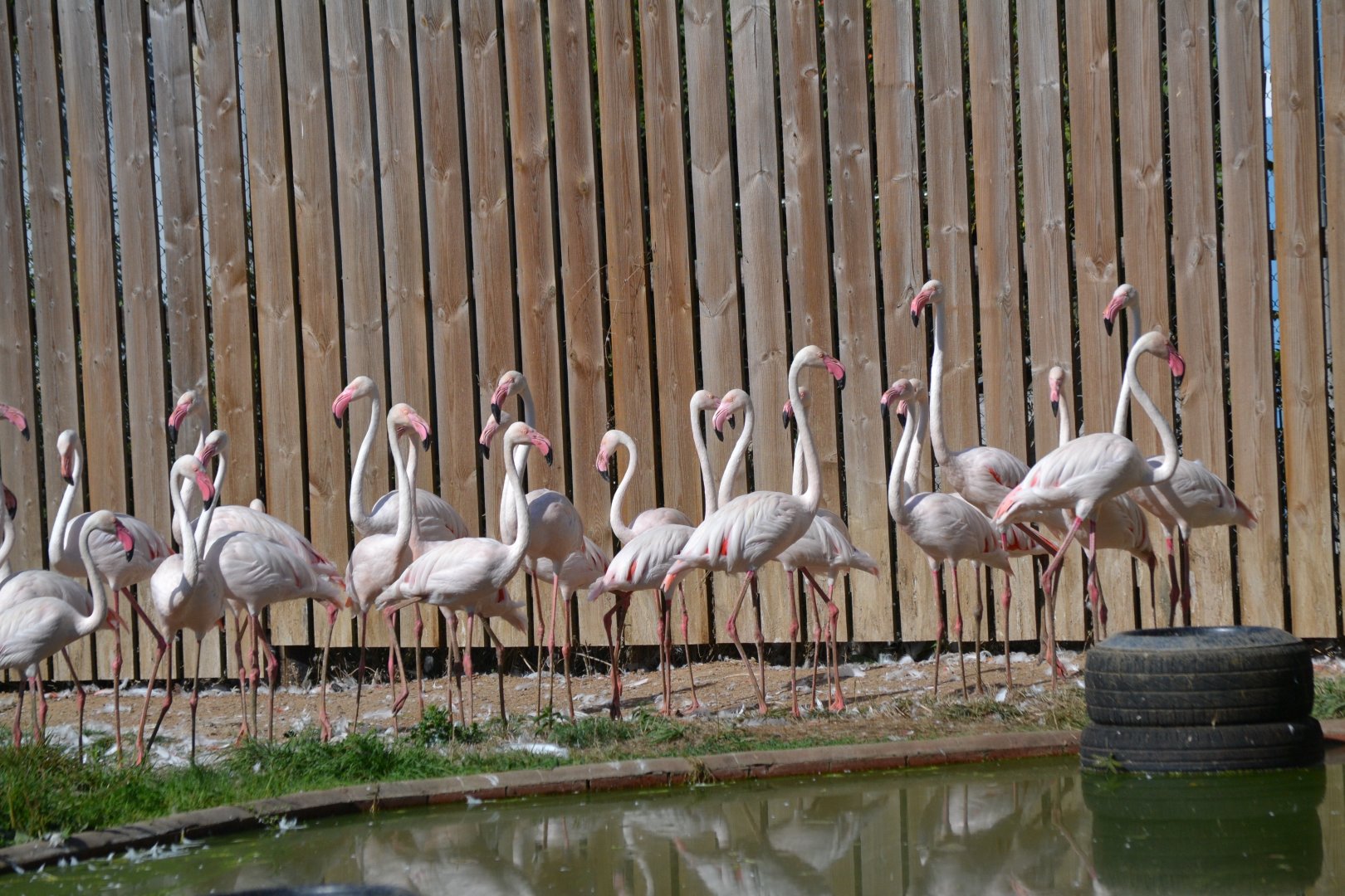 Greater Flamingo