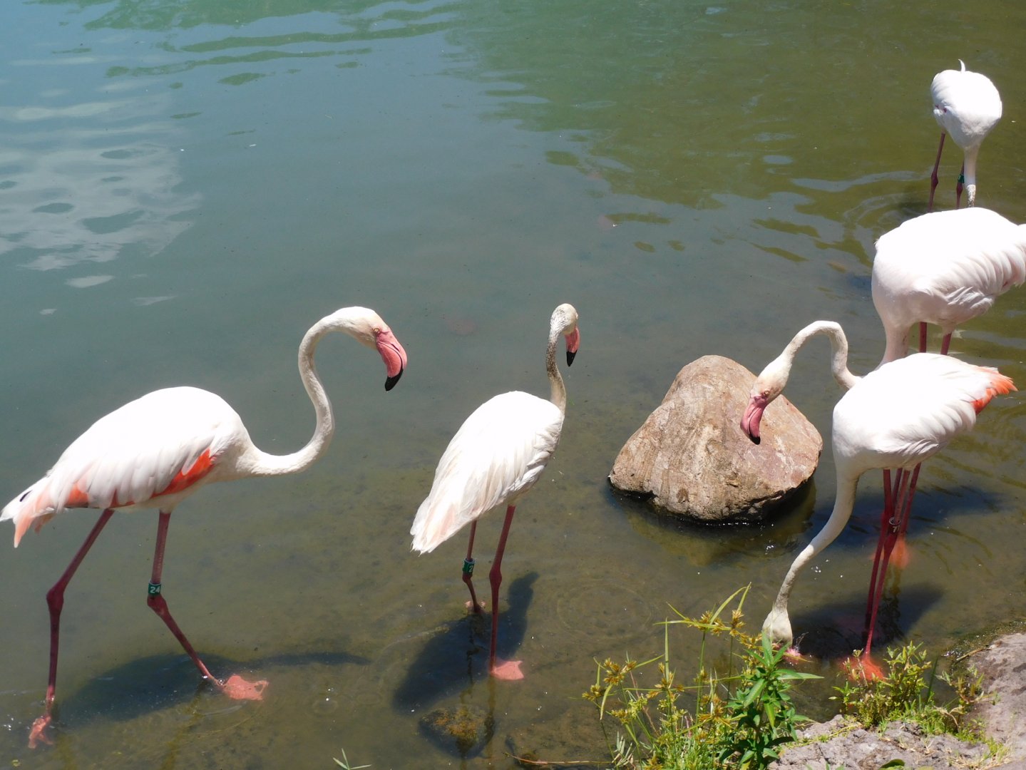 Greater flamingo