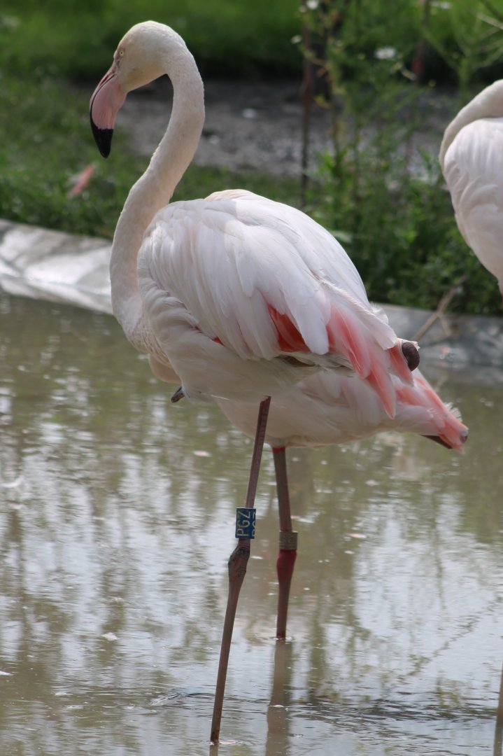 Greater flamingo