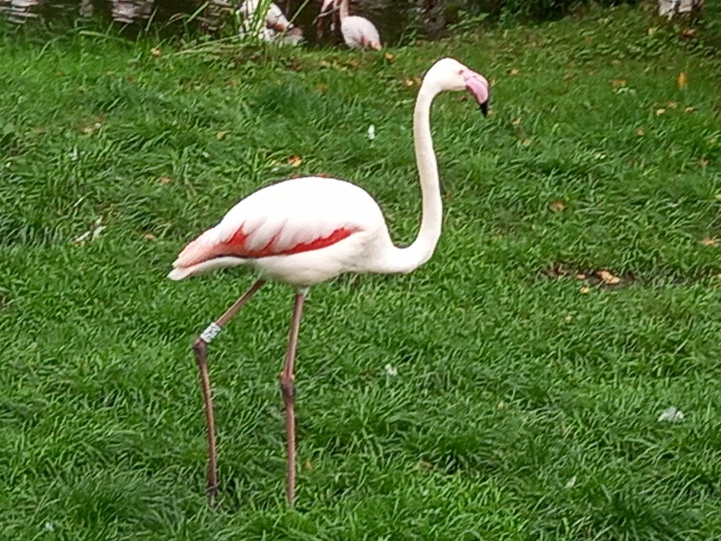 Greater Flamingo