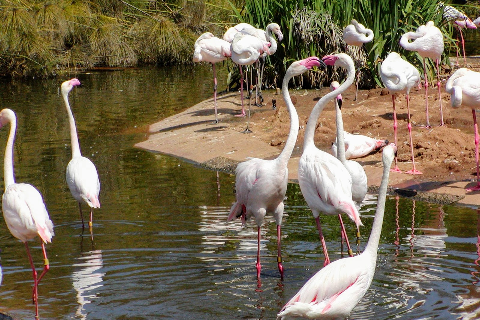 Greater Flamingo