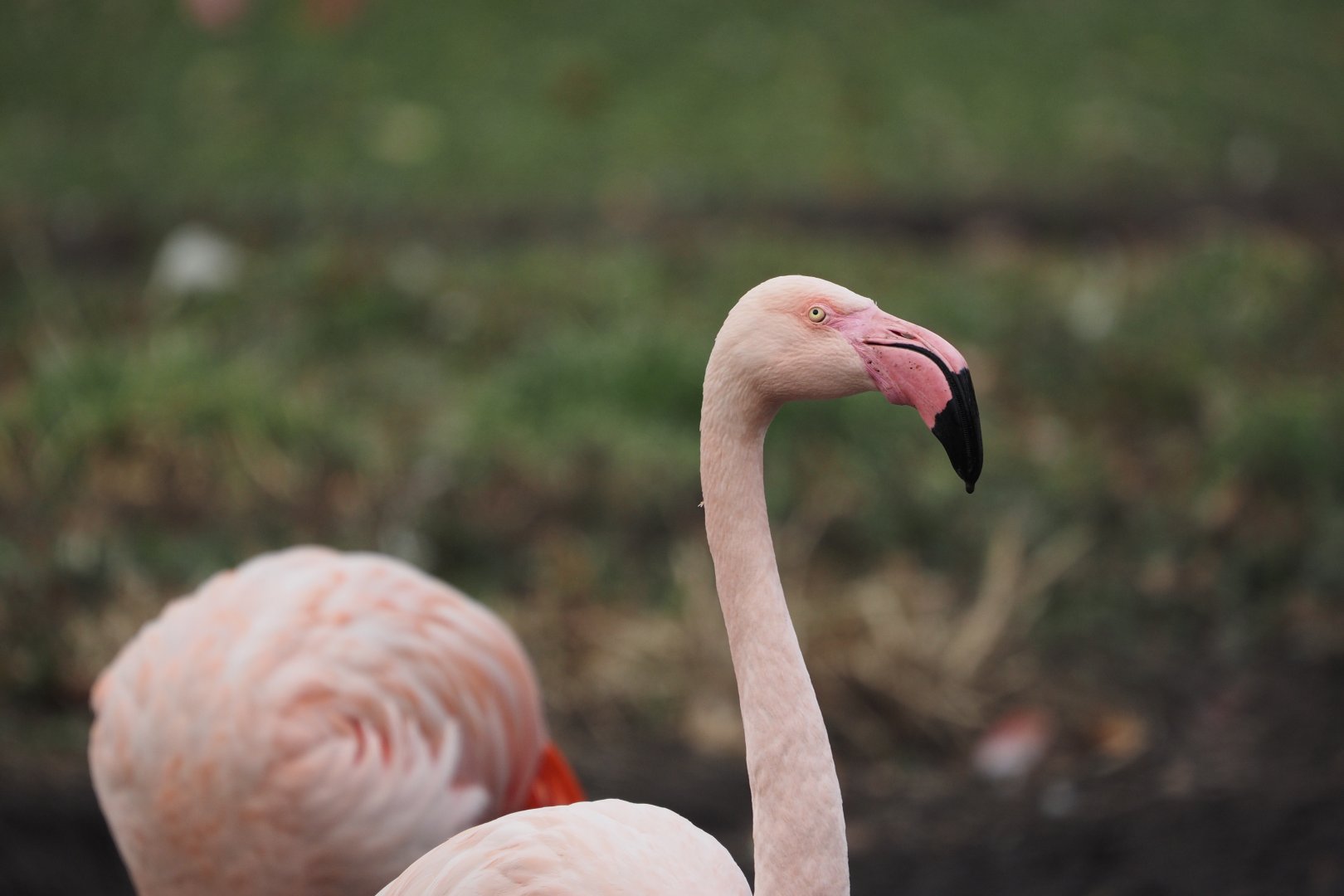 Greater flamingo