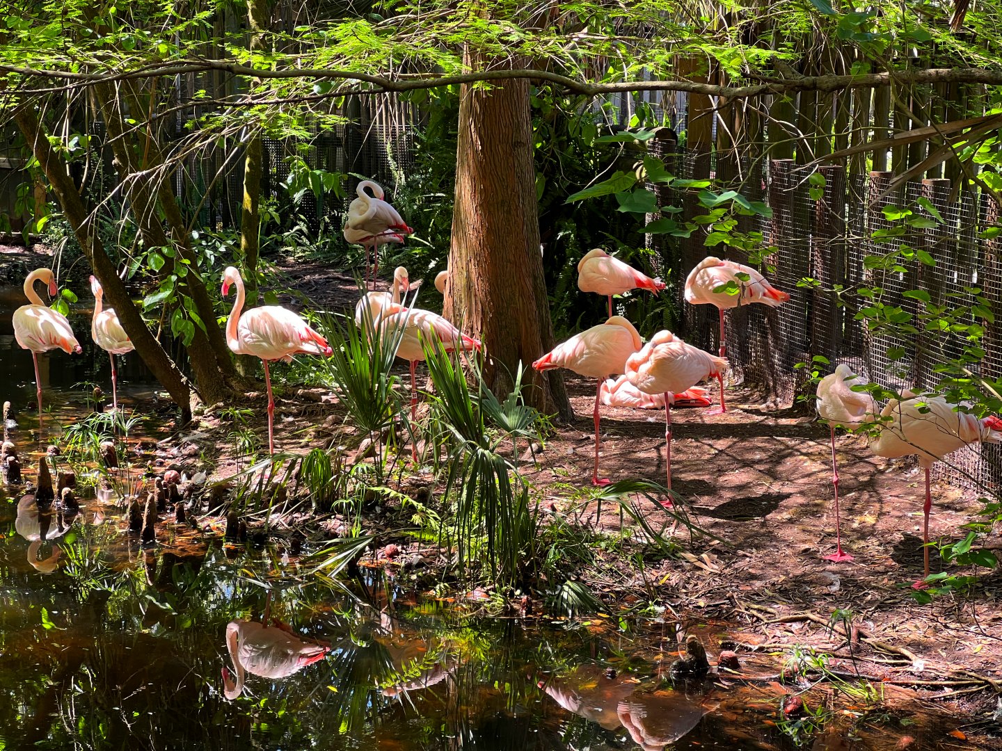 Greater Flamingo