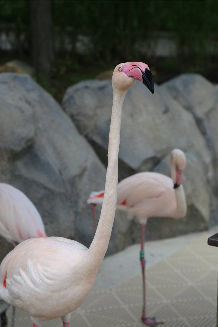 Greater Flamingo
