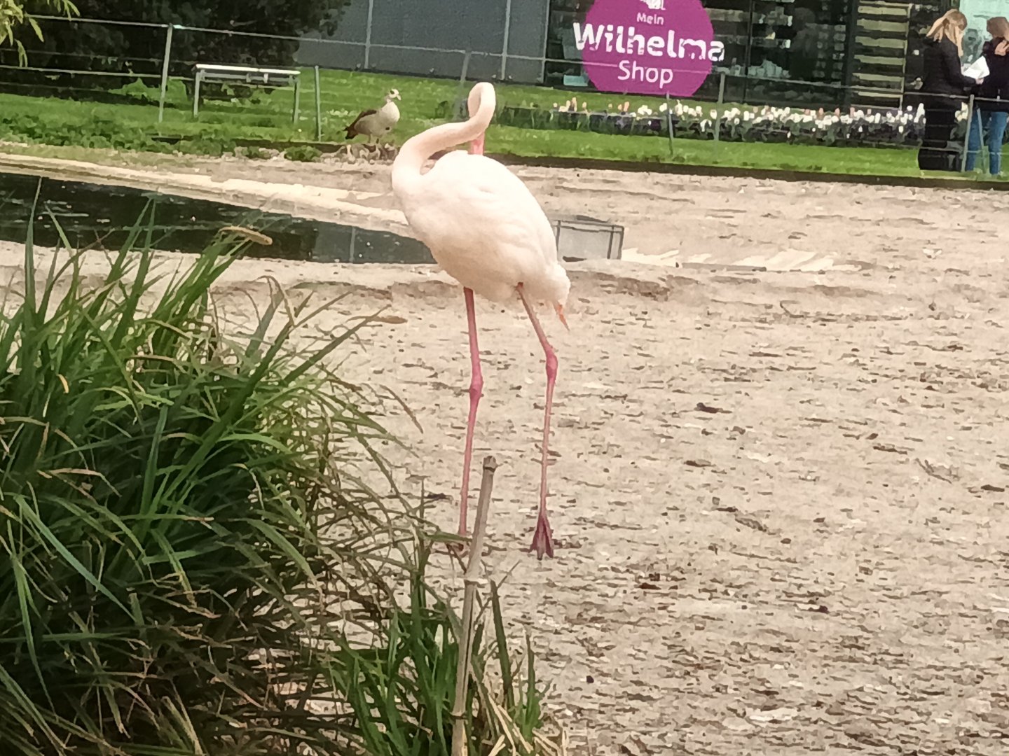 Greater Flamingo